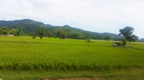 Scenic view of agricultural field against sky