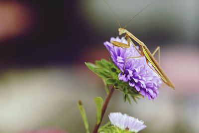 Close-up of purple flowering plant