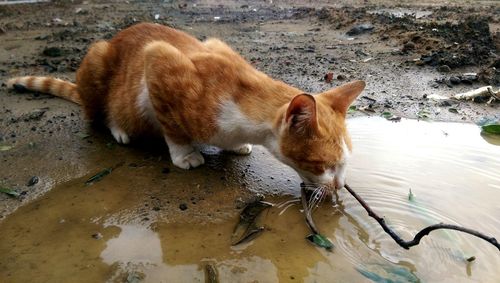 Close-up of cat drinking water from puddle on ground