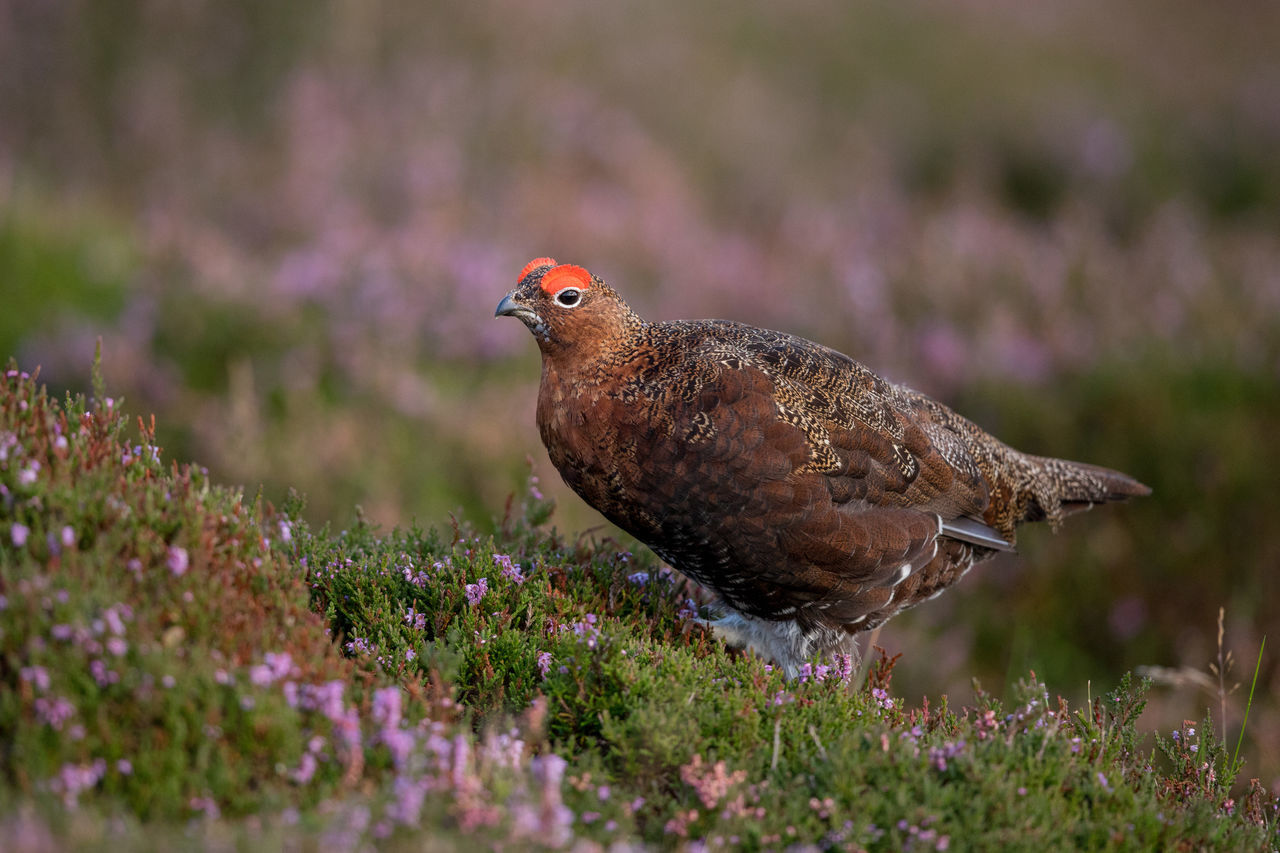 bird, one animal, animal themes, nature, animals in the wild, no people, day, animal wildlife, field, outdoors, plant, growth, flower, close-up