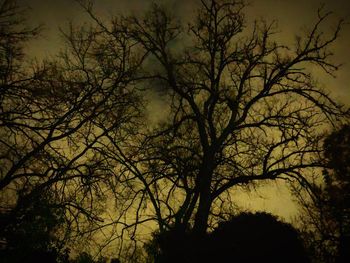 Low angle view of silhouette trees against sky at night