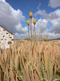 Plants growing on field against sky