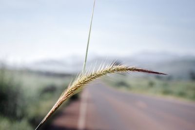 Close-up of stalks in field against sky