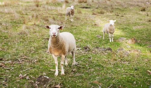 Sheep and lambs in a paddock in australia