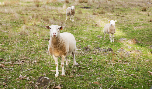 Sheep standing in a field