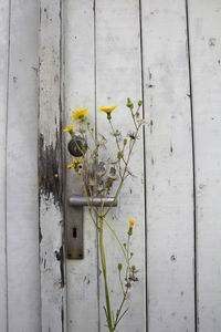 Close-up of yellow flowering plants on wooden wall