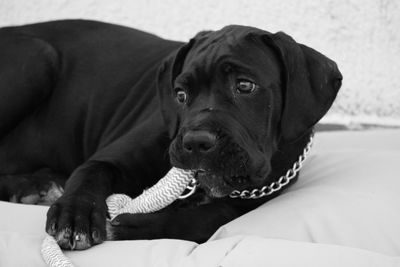 Close-up of dog relaxing on bed at home