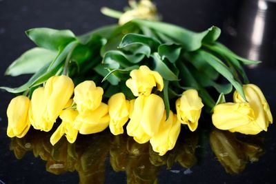 Close-up of yellow flowering plant