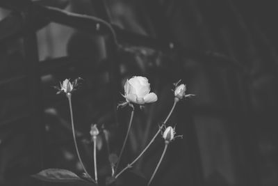 Close-up of white flowers growing on plant