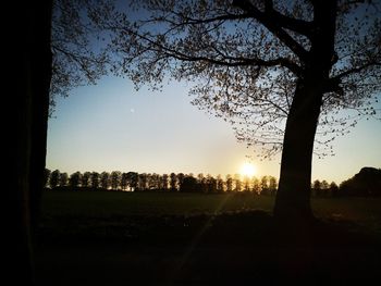 Silhouette trees on field against sky during sunset