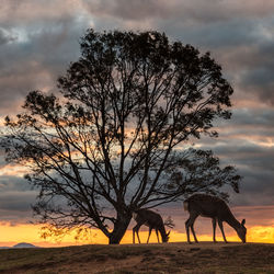 Silhouette tree on field against sky during sunset