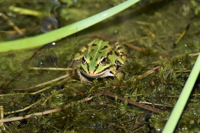 Close-up of frog in pond