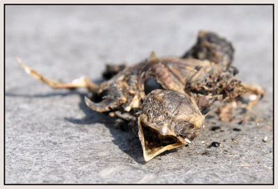 Close-up of crab on beach