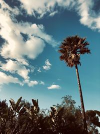 Low angle view of palm trees against sky