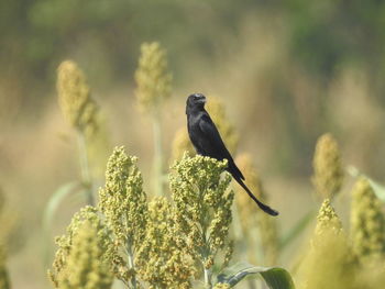 Bird perching on a plant