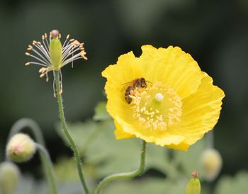 Close-up of yellow flower