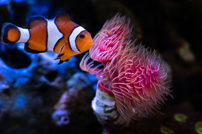 Fish swimming in sea