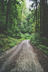 Dirt road along trees in forest