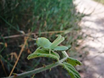 Close-up of insect on plant