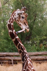 Giraffe against trees at zoo