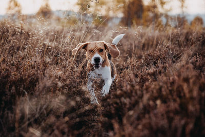 Portrait of dog in grass