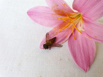 Close-up of horsefly on pink flower