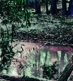 Reflection of trees in pond
