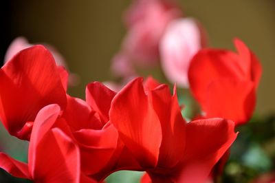 Close-up of red flower