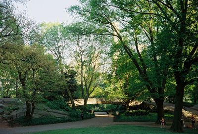 Trees in park