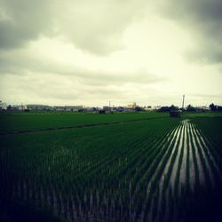 Scenic view of agricultural field against sky