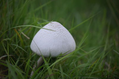 Close-up of mushroom growing on field