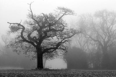 Bare trees in foggy weather