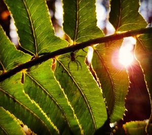 Close-up of leaves against blurred background
