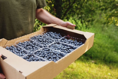 Senior man hands holding box with fresh blueberry. farmer cultivating and harvesting blueberry