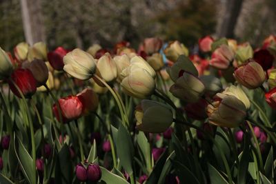 Close-up of tulips blooming outdoors