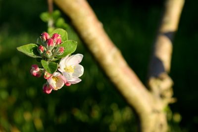 Close-up of fresh flowers on tree