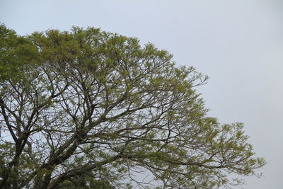 Low angle view of trees