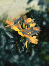 Close-up of yellow flowering plant on field