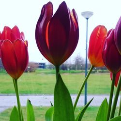 Close-up of red tulips