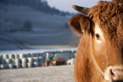 Close-up of cow standing by sea against sky