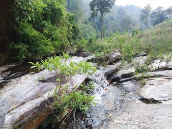 Stream flowing through forest