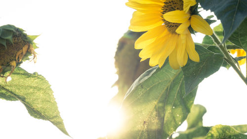 Close-up of sunflower against clear sky
