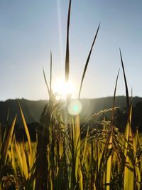 Close-up of stalks in field against bright sun