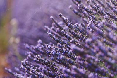 Close-up of purple flowering plant