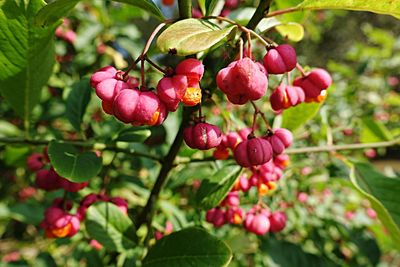 Close-up of red berries growing on tree