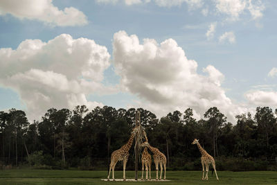 View of giraffes on field eating against sky