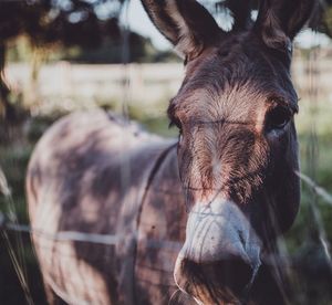 Close-up portrait of a donkey