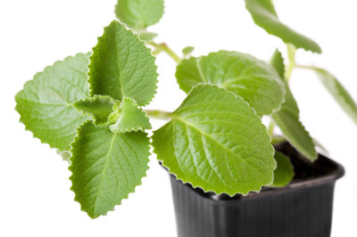 Close-up of green plant