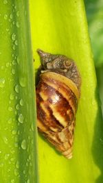 Close-up of snail on leaf