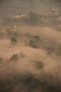 Aerial view of tree against sky